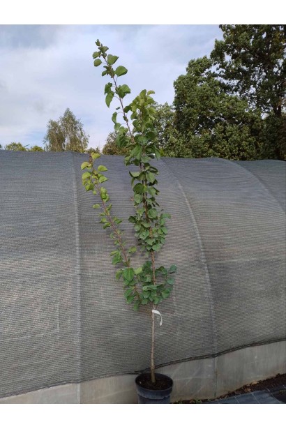 Абрикос Голд Річ (ранній) (Prunus armeniaca Gold Rich) - 5л/вис.200-220 см/Ø 50-60 см/3роки після підщеплення